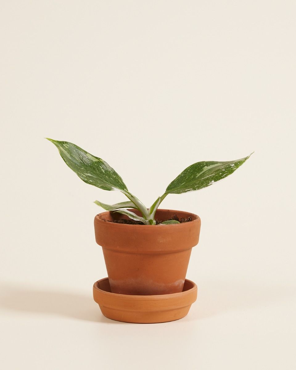 Baby Philodendron White Wizard