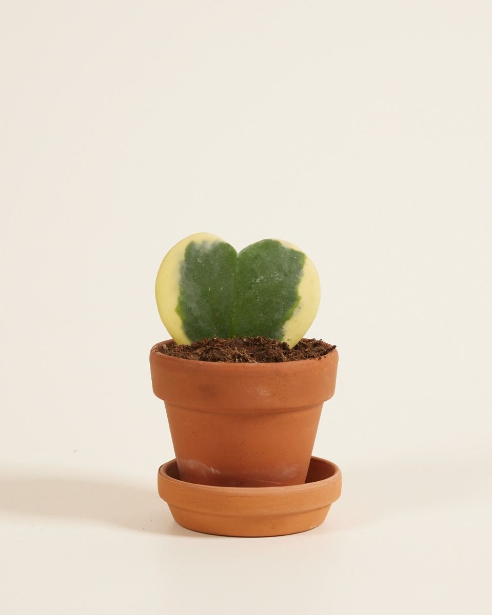 Baby Hoya Kerrii Albomarginata