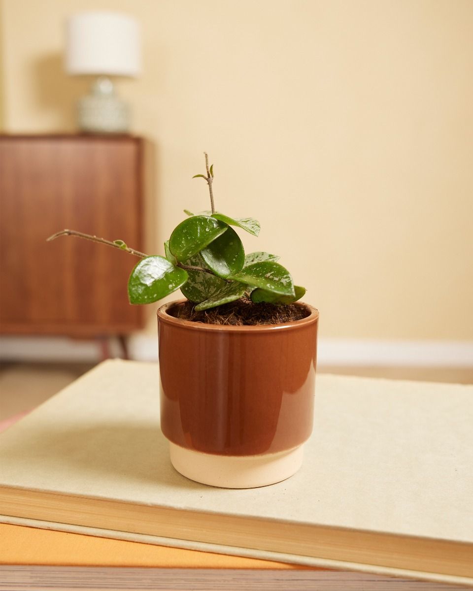 Baby Hoya Mathilde