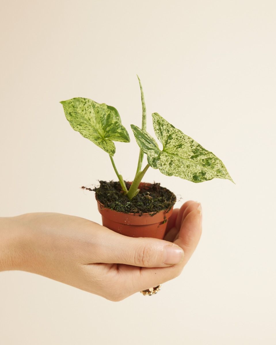 Bébé Syngonium Patte-d'oie Mottled