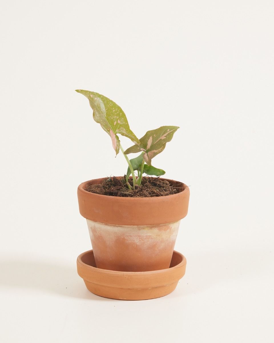 Baby Syngonium Pink Splash
