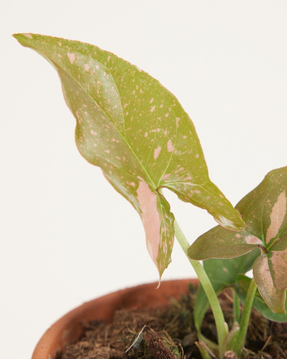 Baby Syngonium Pink Splash