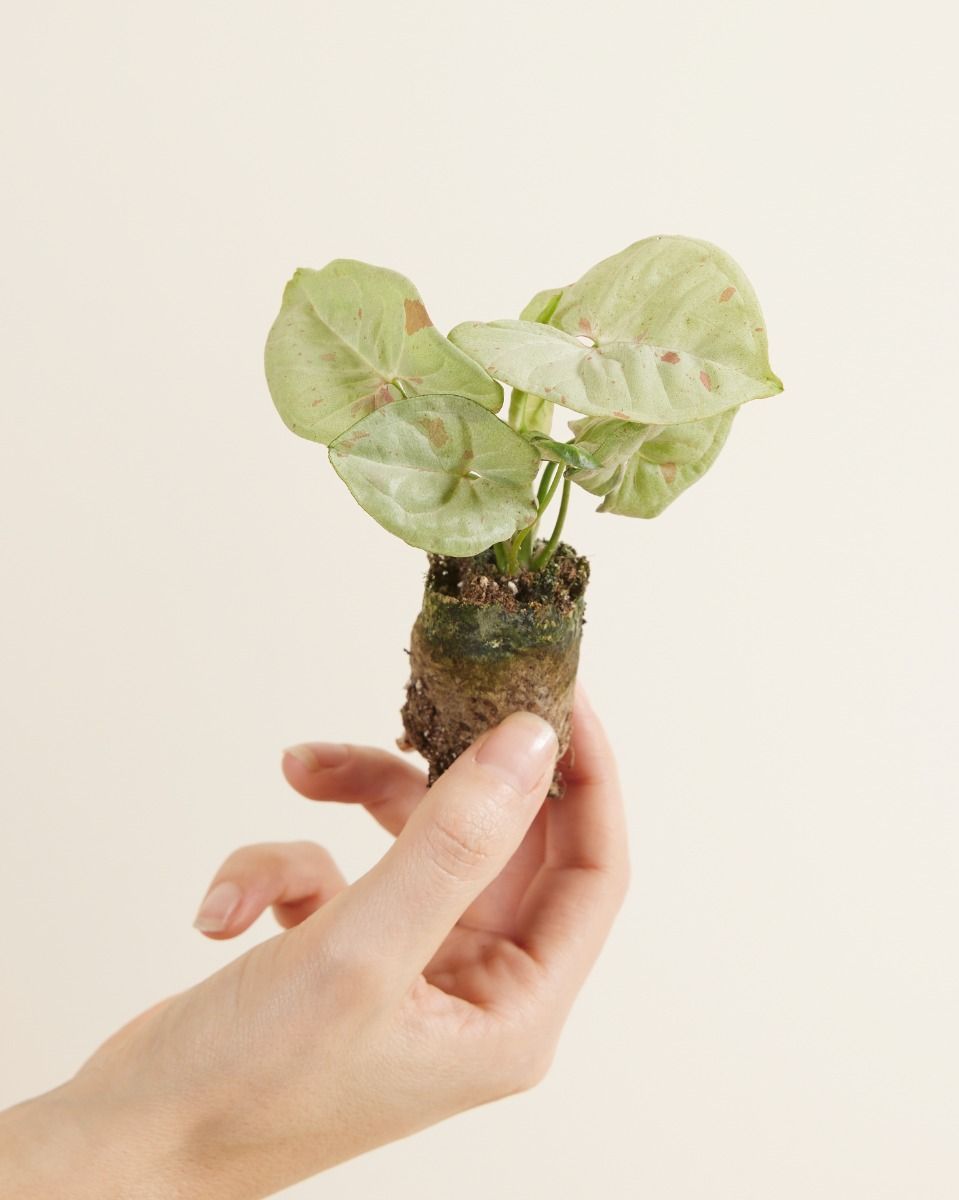 Bébé Syngonium Patte-d'oie Confetti