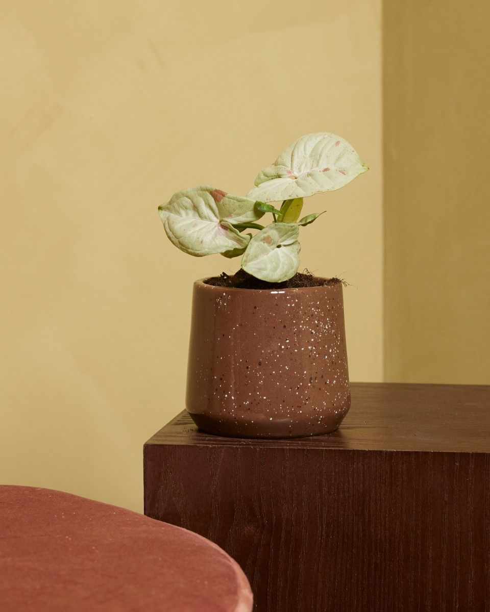 Baby Syngonium Confetti