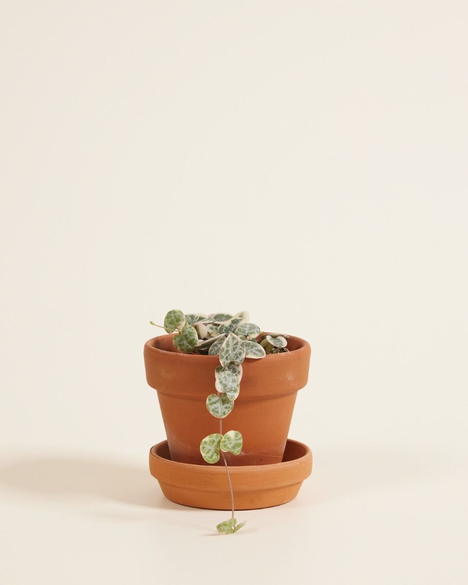 Bébé Ceropegia Chaîne des cœurs Woodii Variegata