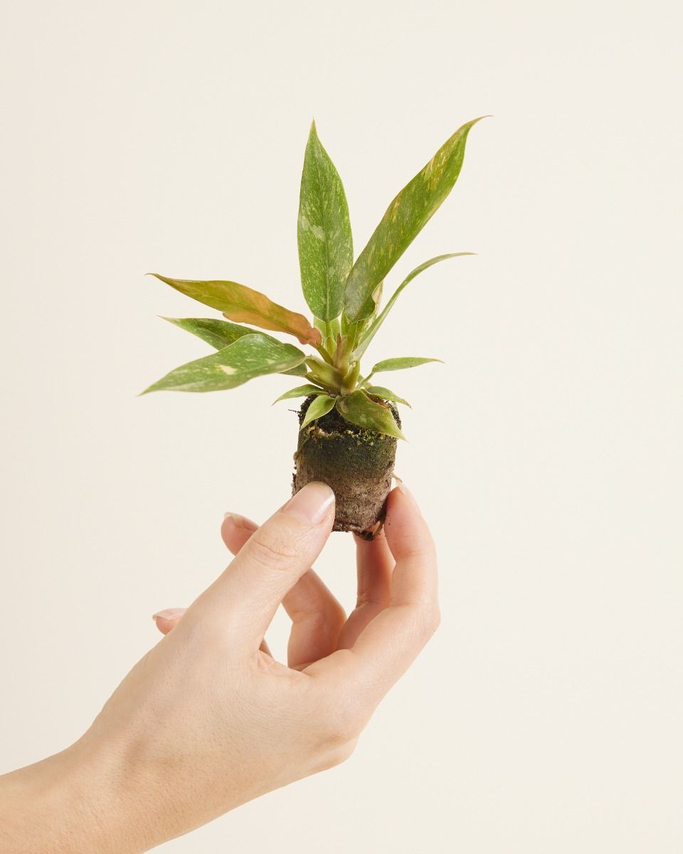 Bébé Philodendron Ring of Fire