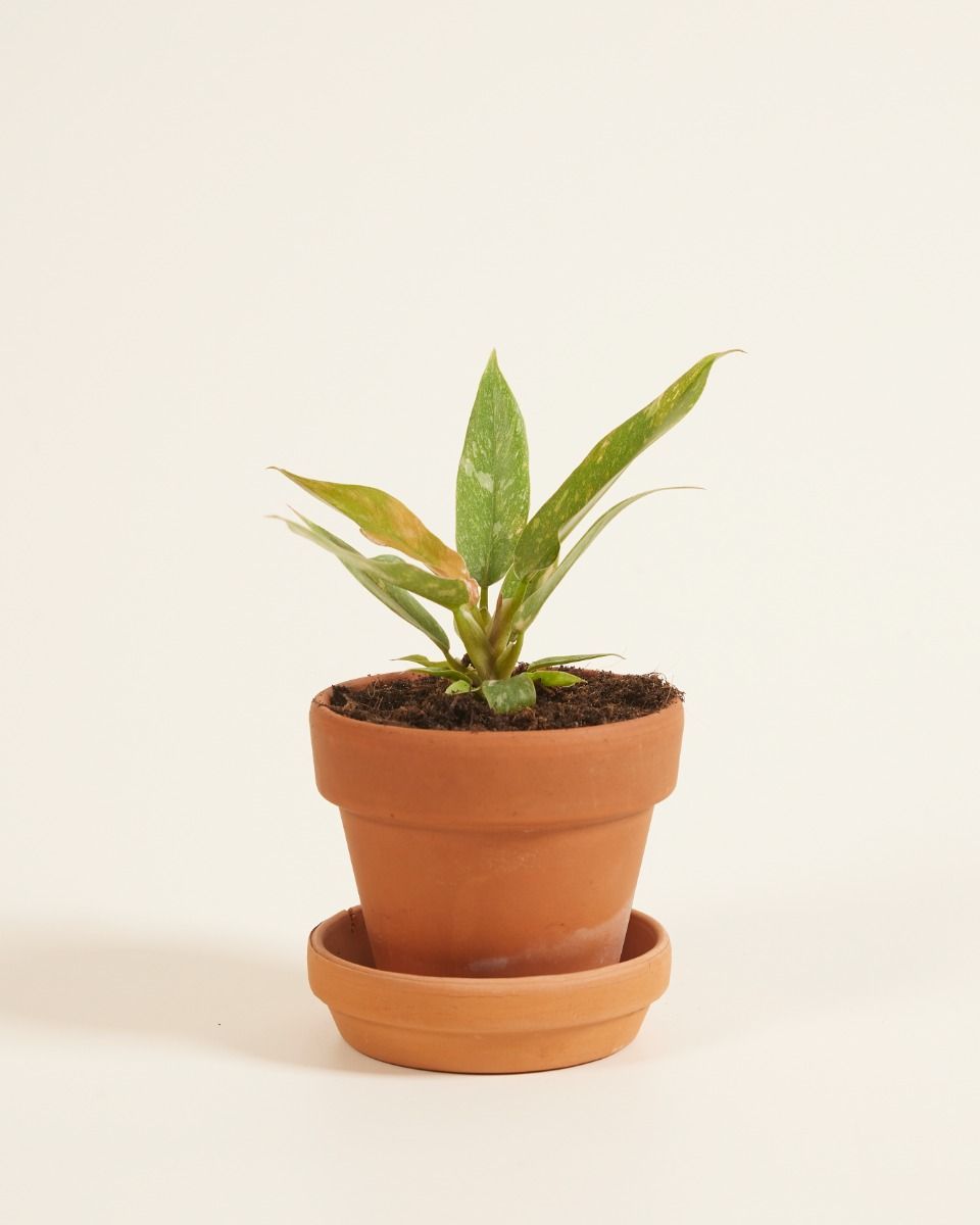 Bébé Philodendron Ring of Fire