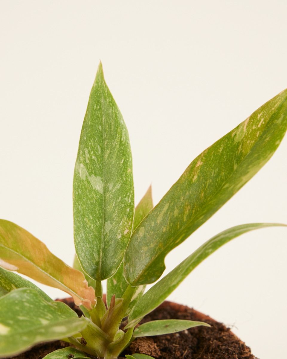 Bébé Philodendron Ring of Fire