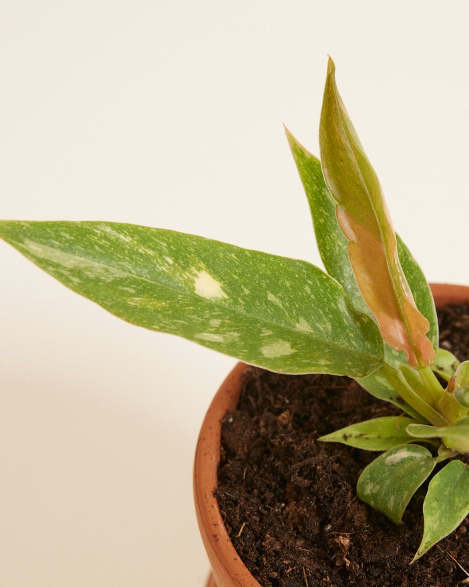 Bébé Philodendron Ring of Fire