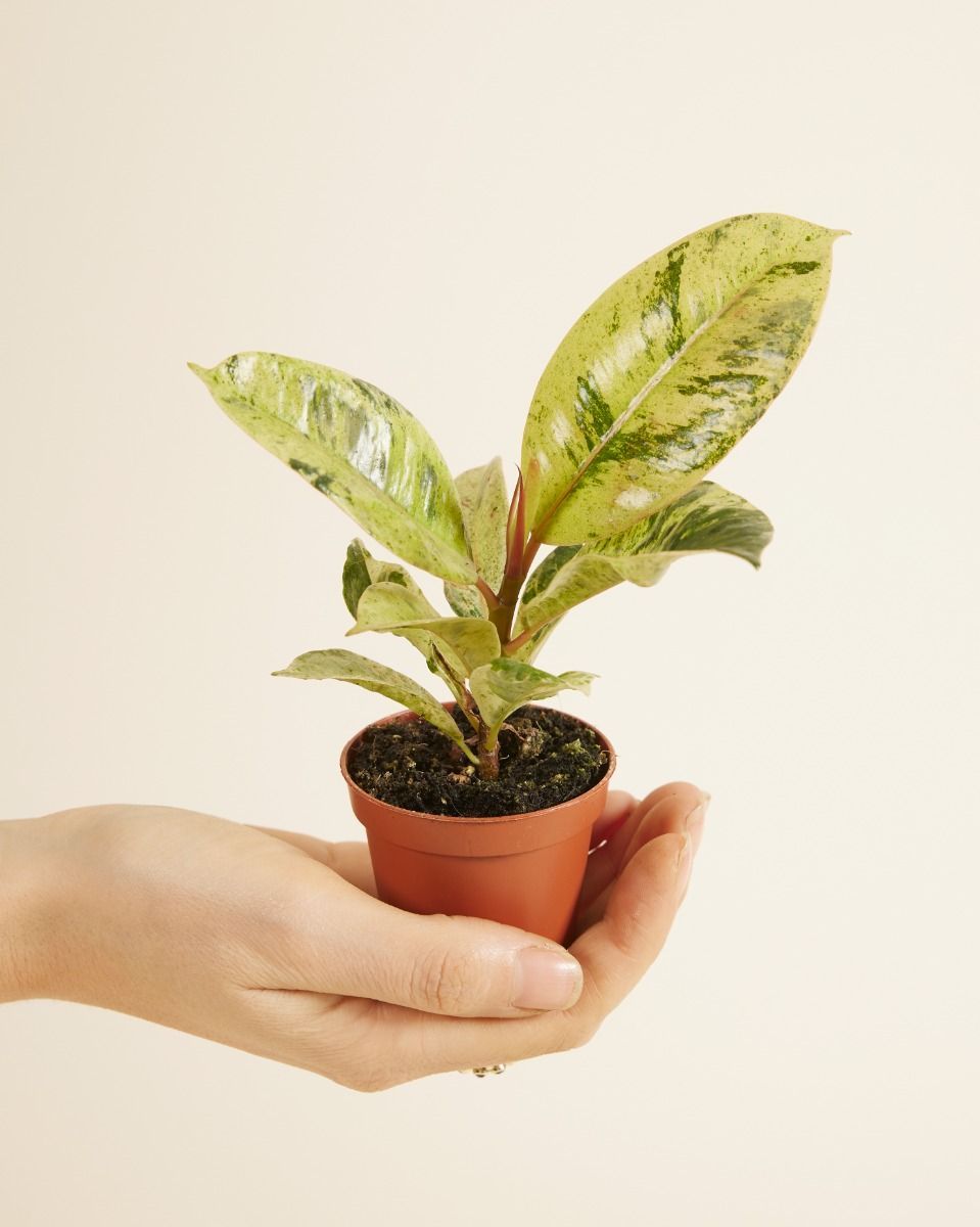 Bébé Ficus Figuier Shivereana Moonshine