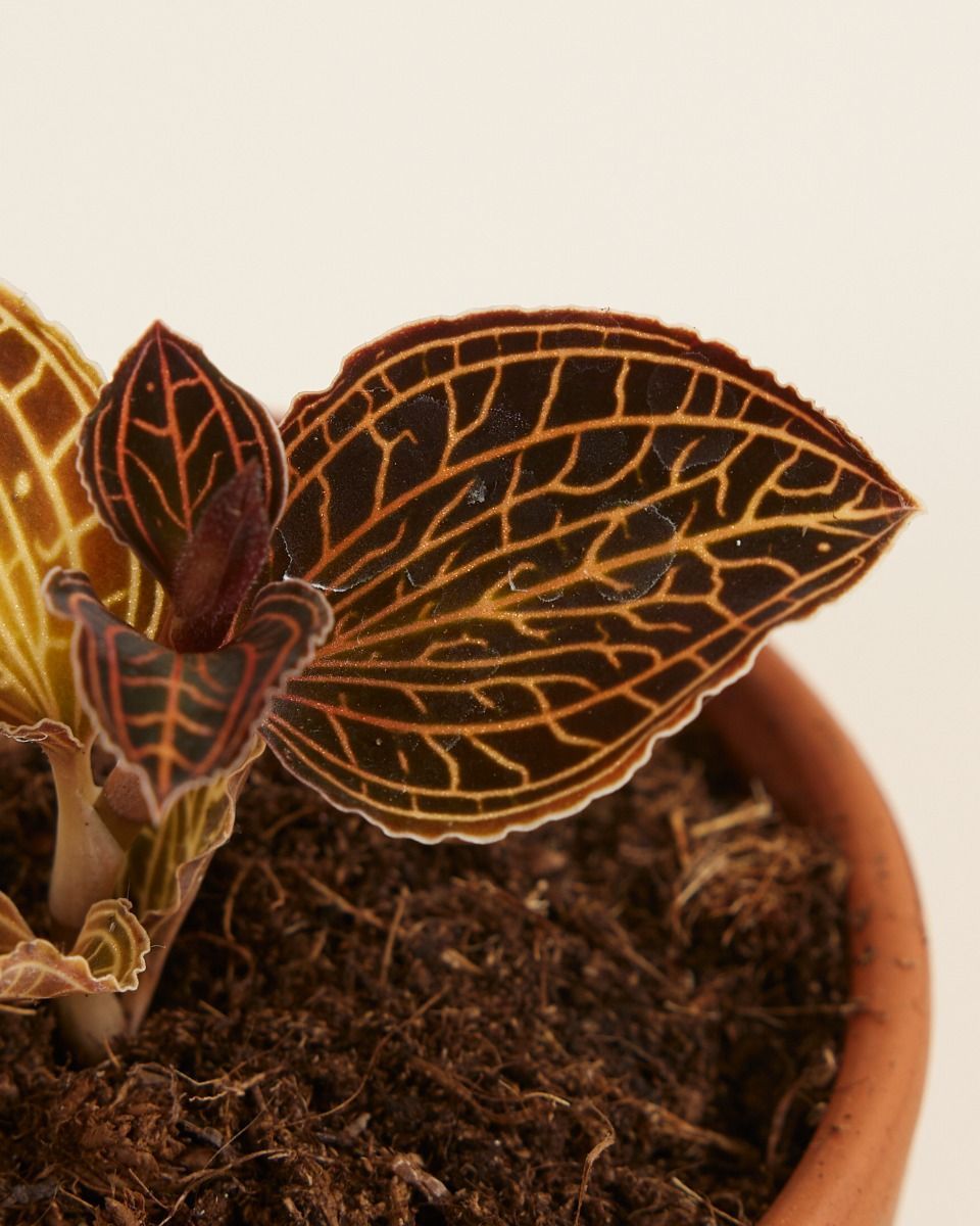 Baby Jewel Orchid Coral
