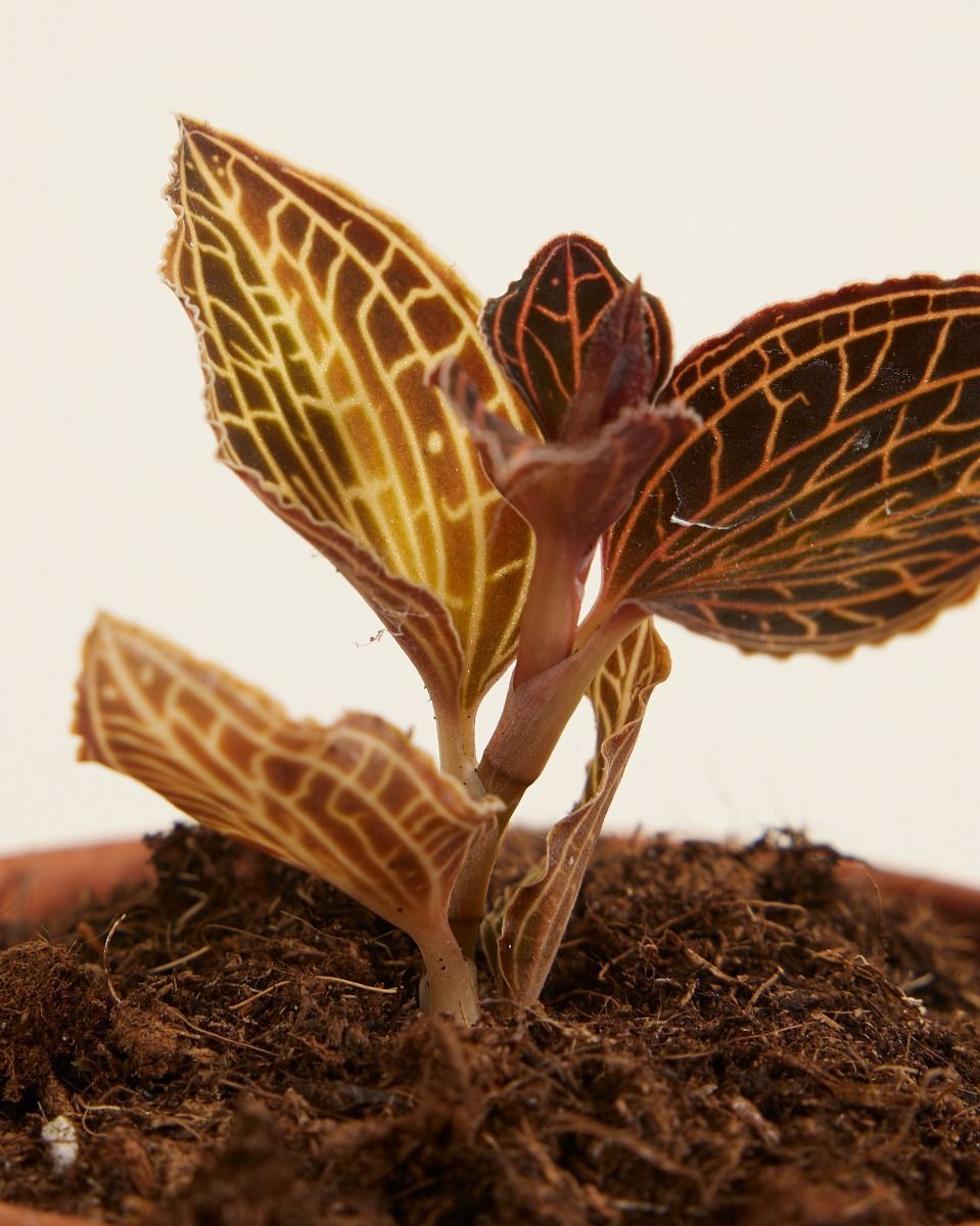Baby Jewel Orchid Coral