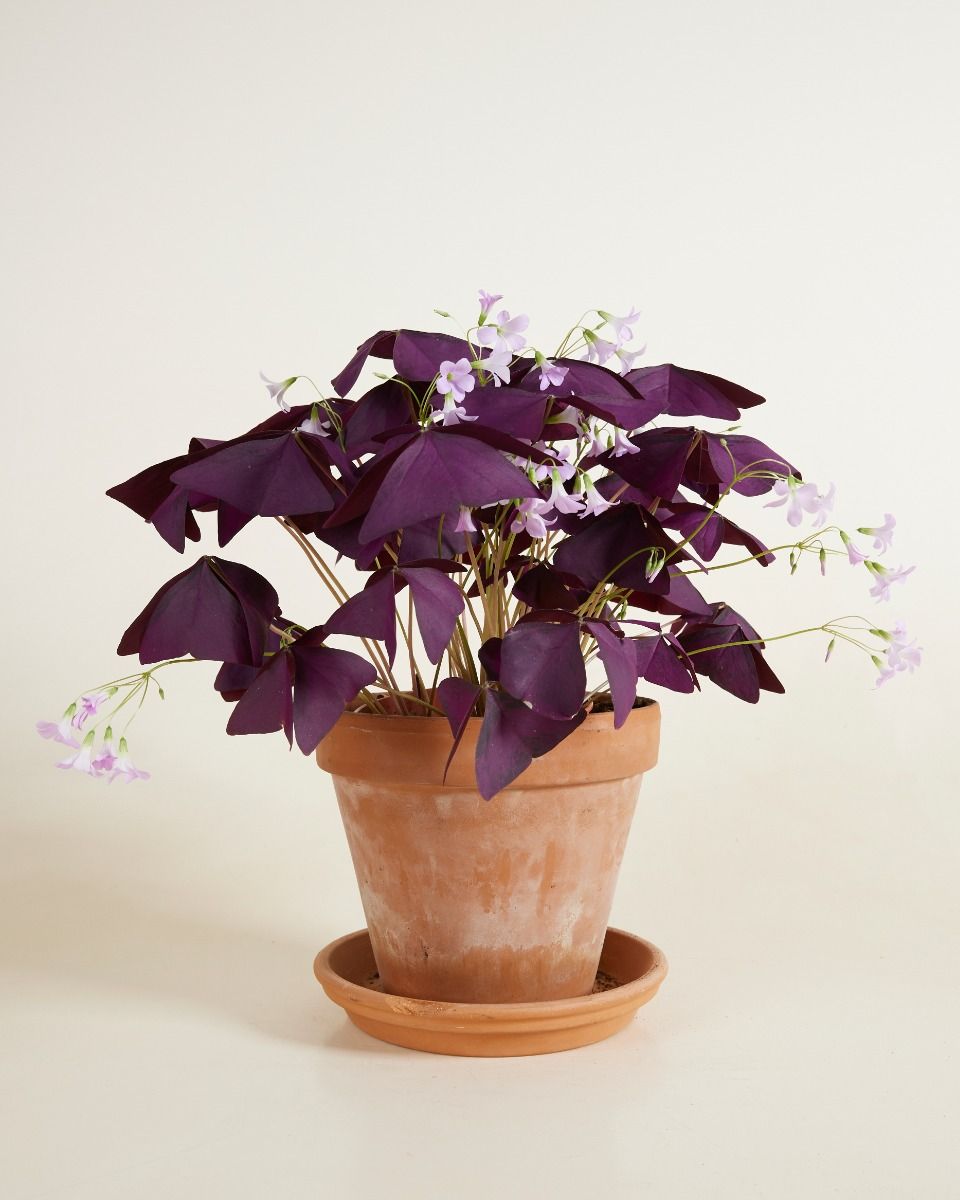 Bébé Oxalis Oxalis Tuber - Triangularis 'Burgundy Wine'