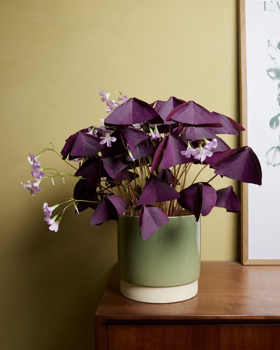 Baby Oxalis Oxalis Tuber - Triangularis 'Burgundy Wine' 