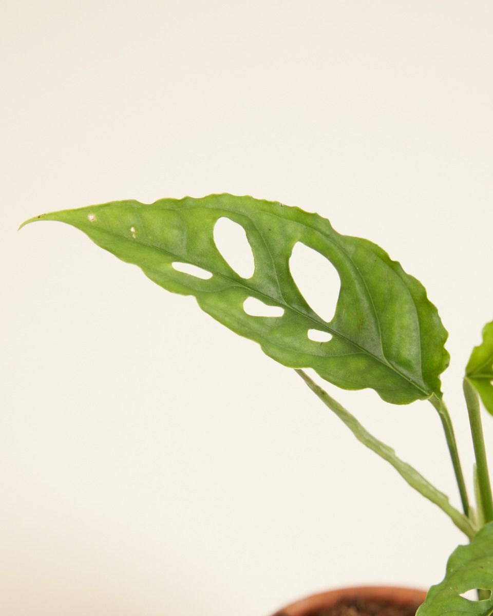Baby Monstera Pianta del pane americana Obliqua