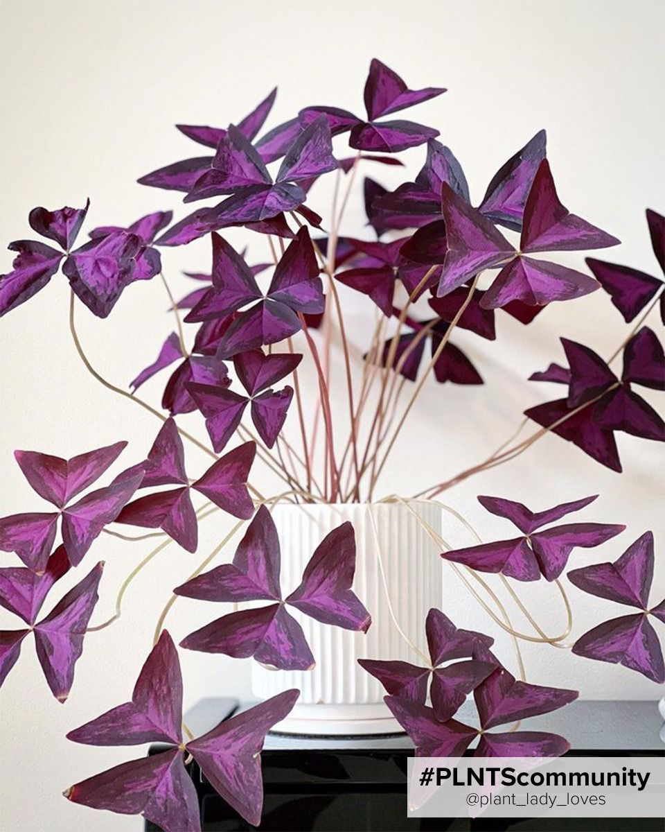 Bebé Oxalis Oxalis Tuber - Triangularis 'Sunny'