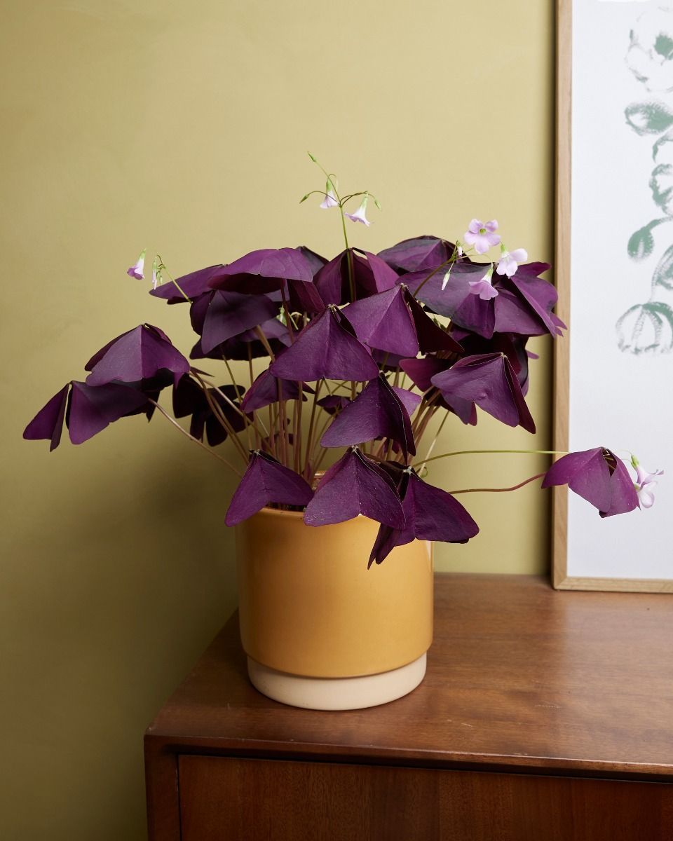 Bebé Oxalis Oxalis Tuber - Triangularis 'Sunny'