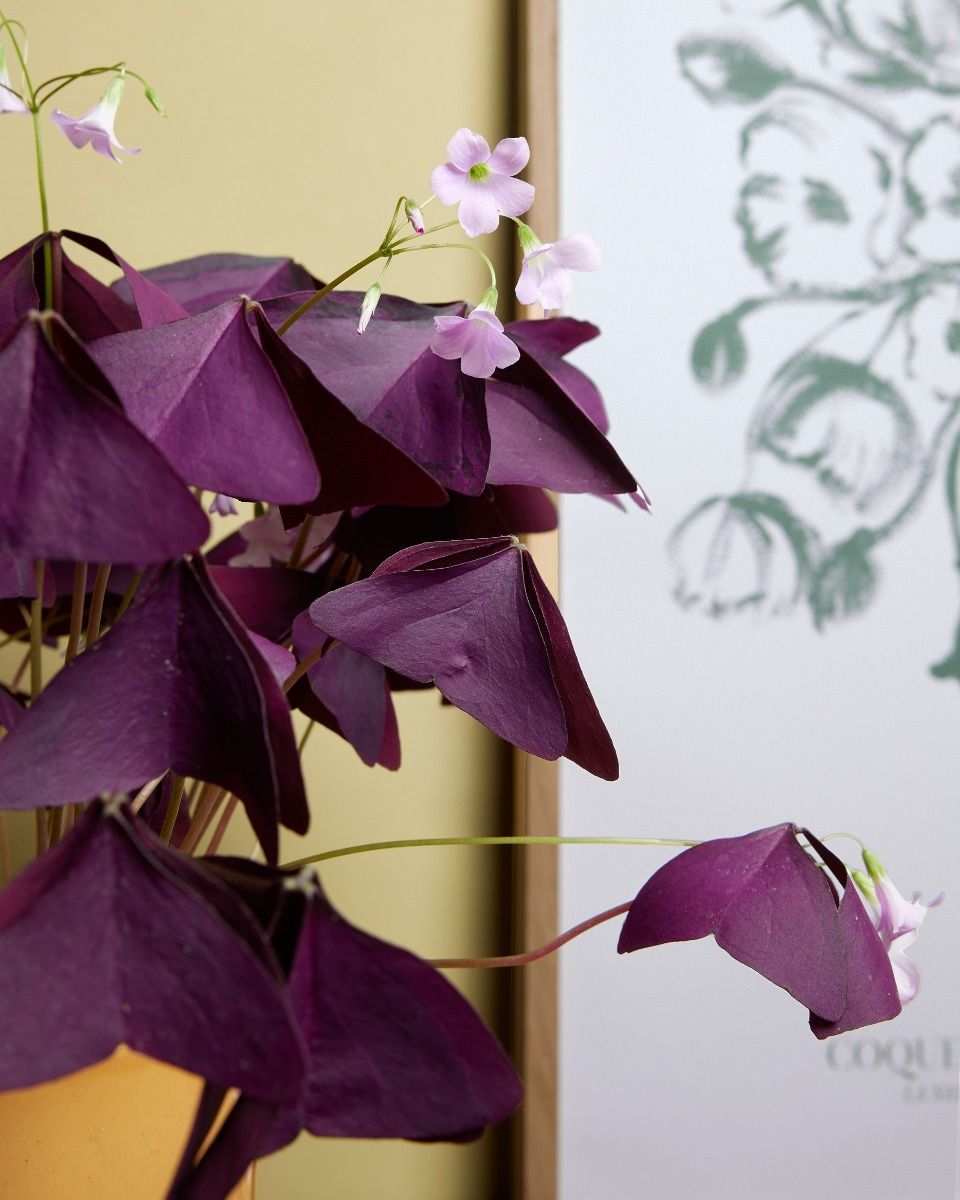 Bebé Oxalis Oxalis Tuber - Triangularis 'Sunny'