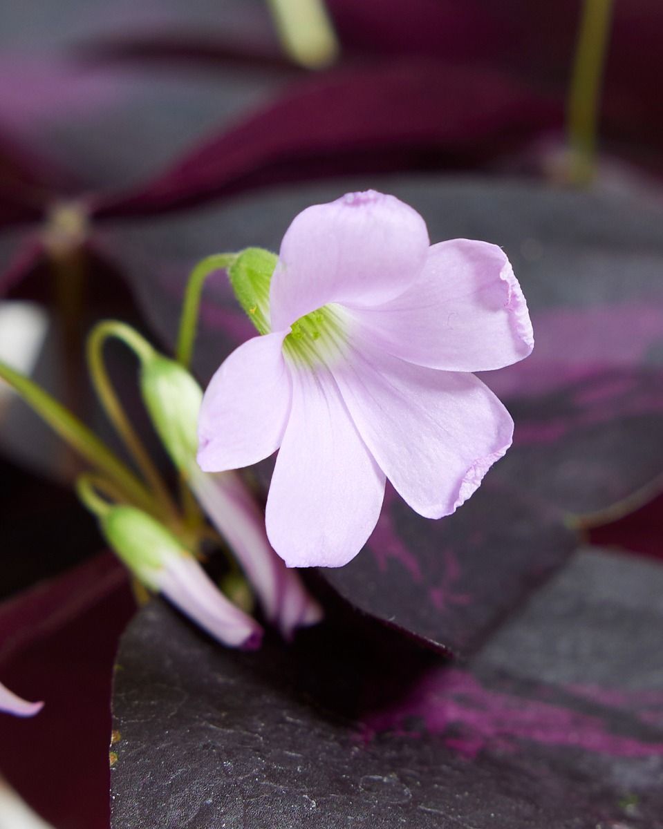 Bebé Oxalis Oxalis Tuber - Triangularis 'Sunny'