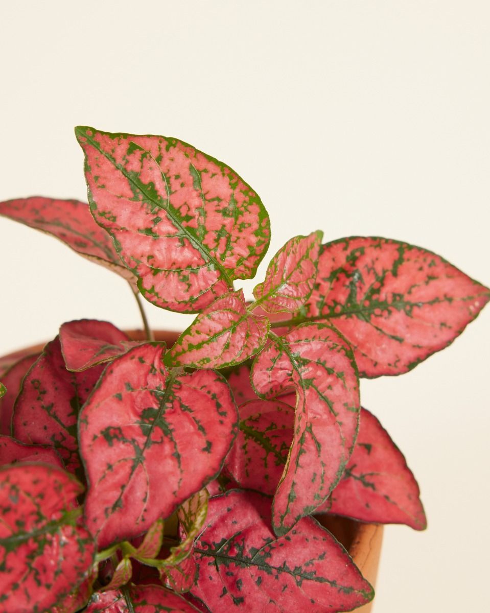 Bébé Hypoestes Phyllostachya Red