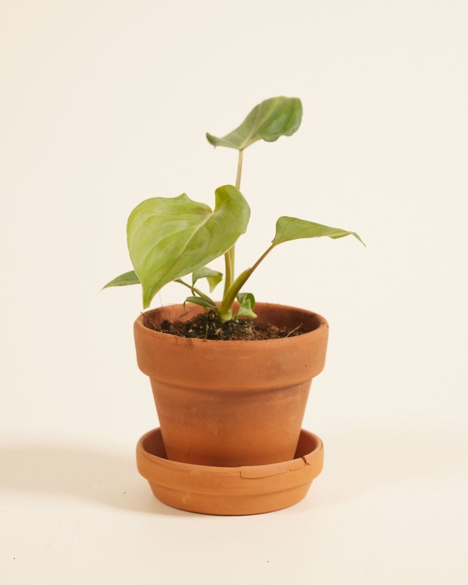 Baby Philodendron Baumfreund McDowell