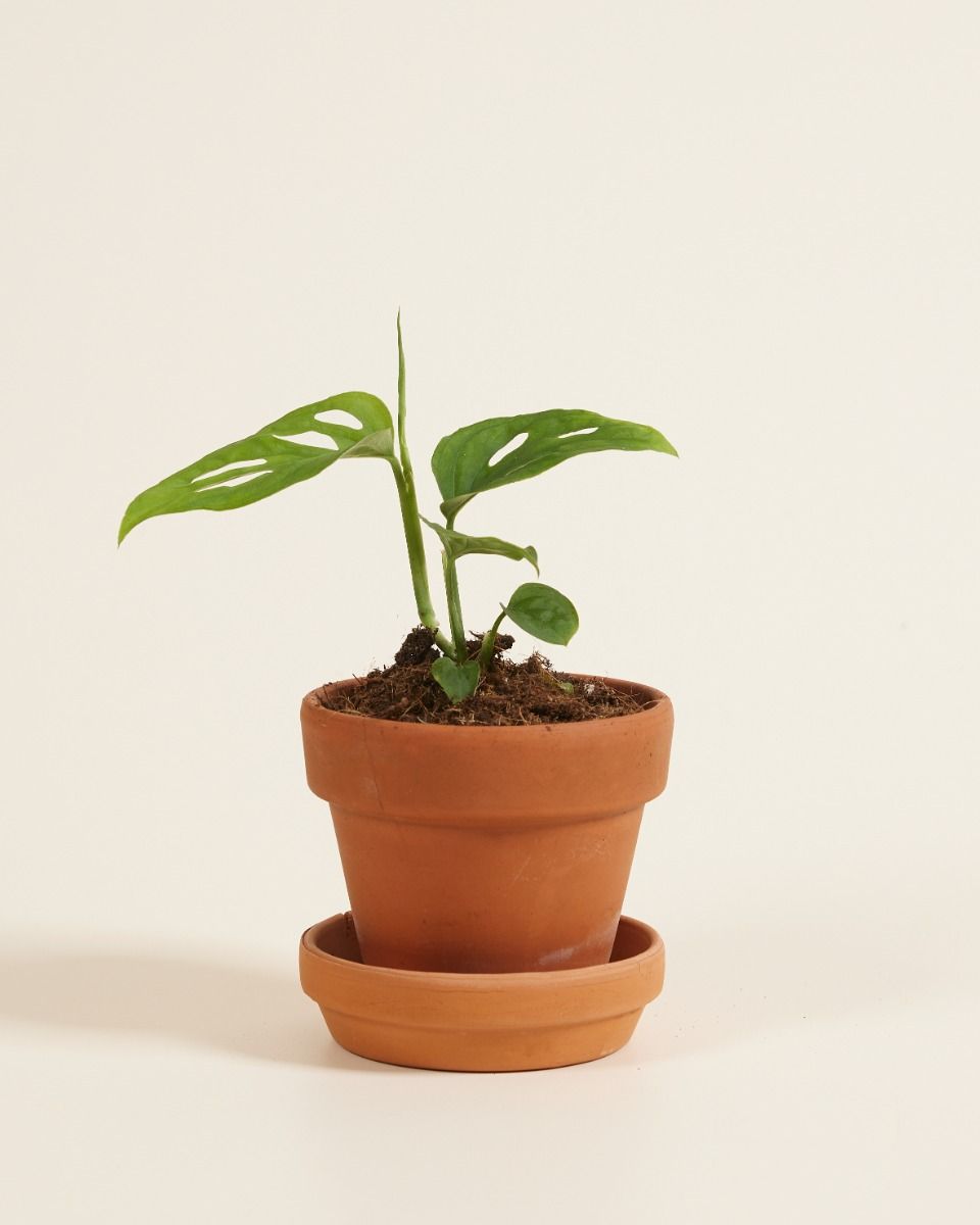 Baby Monstera Esqueleto  