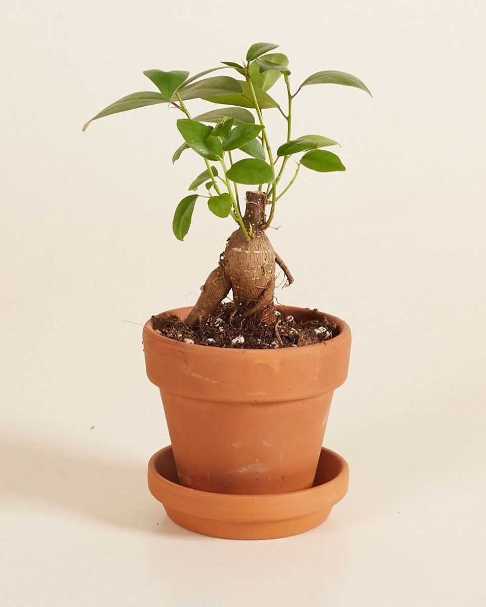 Baby Ficus Ginseng