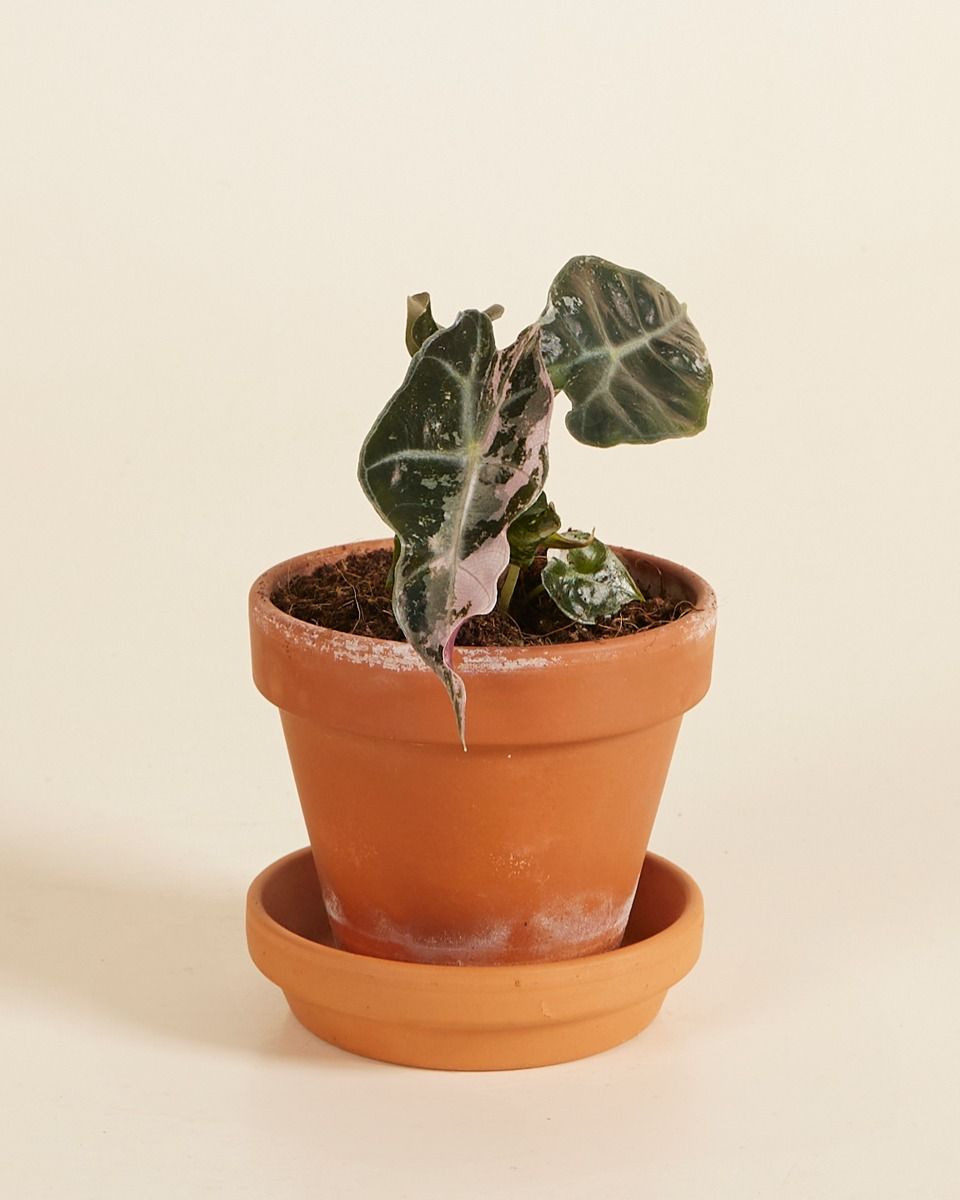 Baby Alocasia Skelettpflanze Polly Variegated