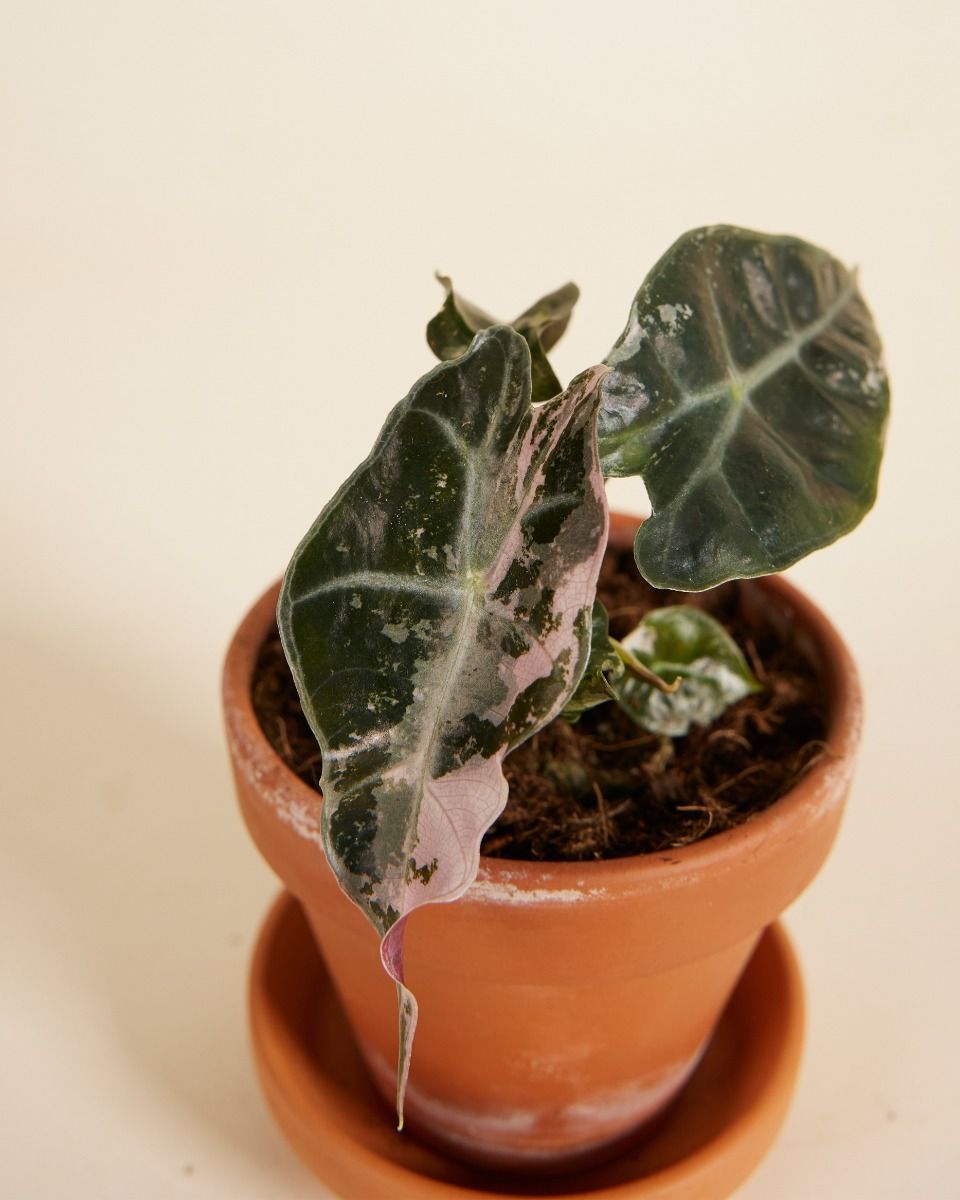 Baby Alocasia Skelettpflanze Polly Variegated