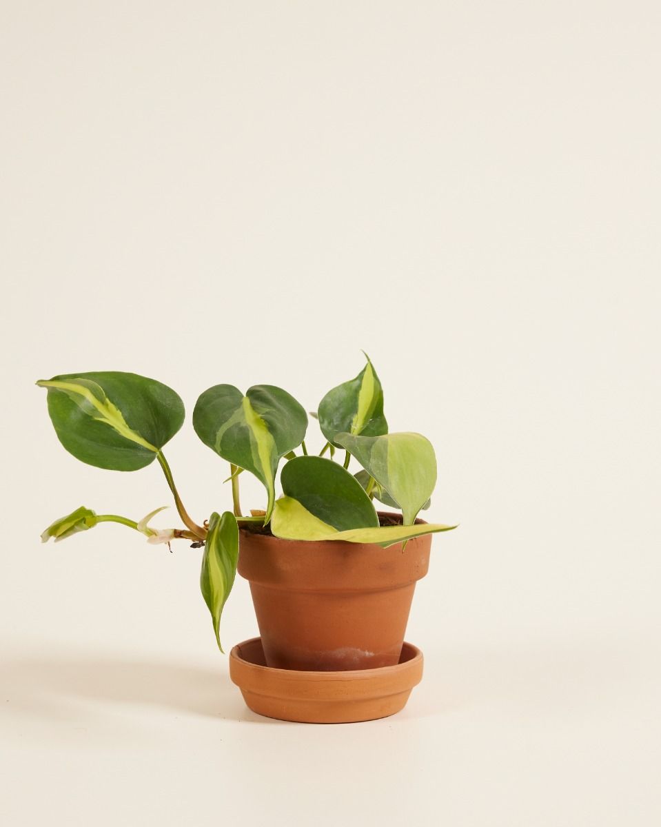 Baby Philodendron Brasil