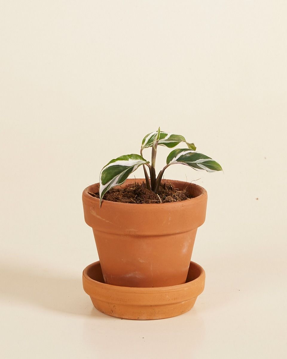 Baby Calathea Prayer Plant White Fusion 