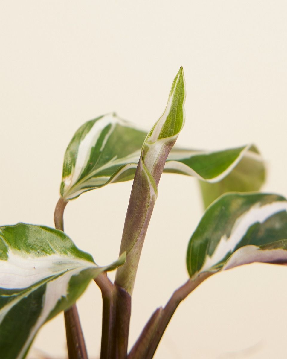 Baby Calathea Prayer Plant White Fusion 