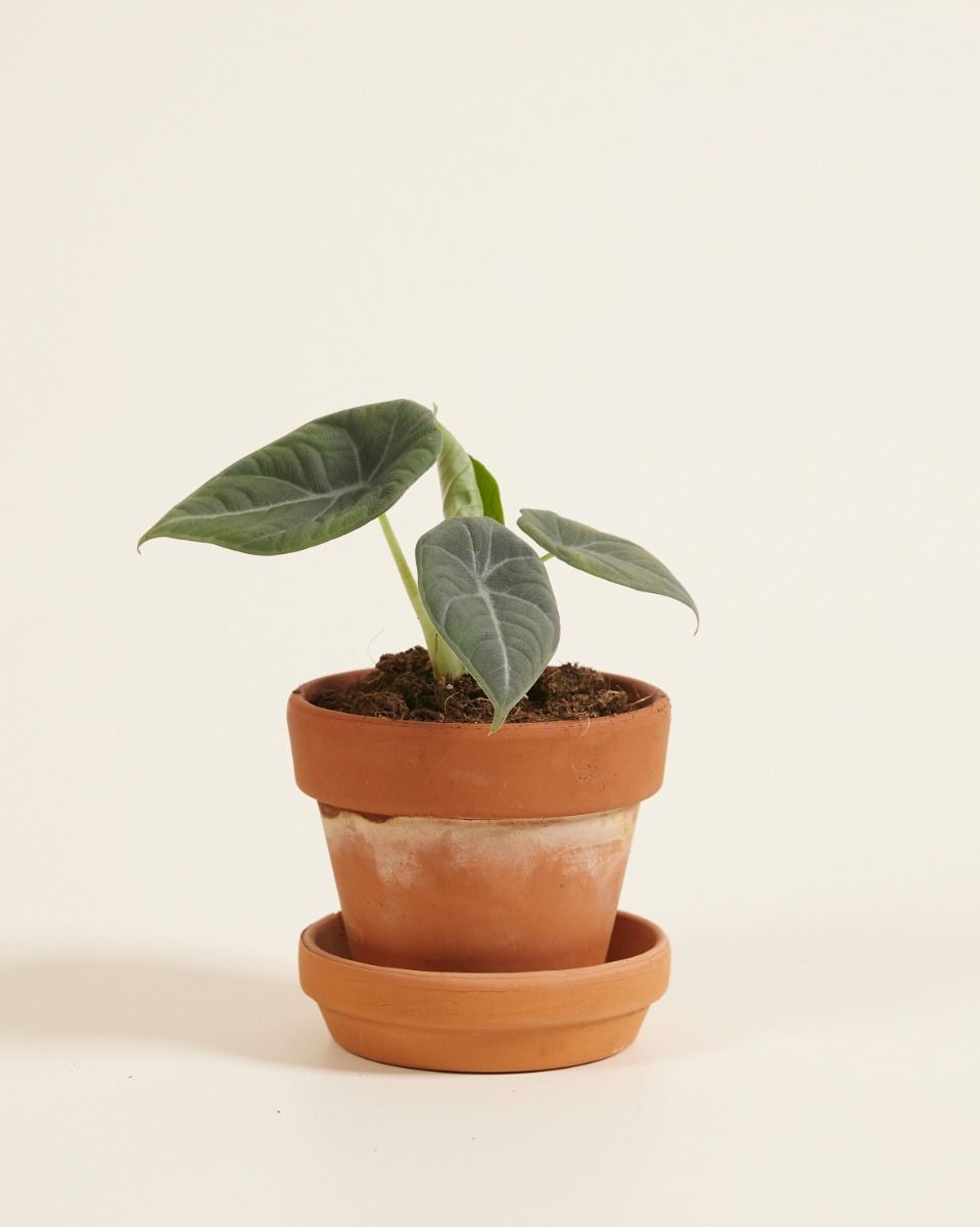 Baby Alocasia Elephant Ears 'Grey Dragon' Maharani 