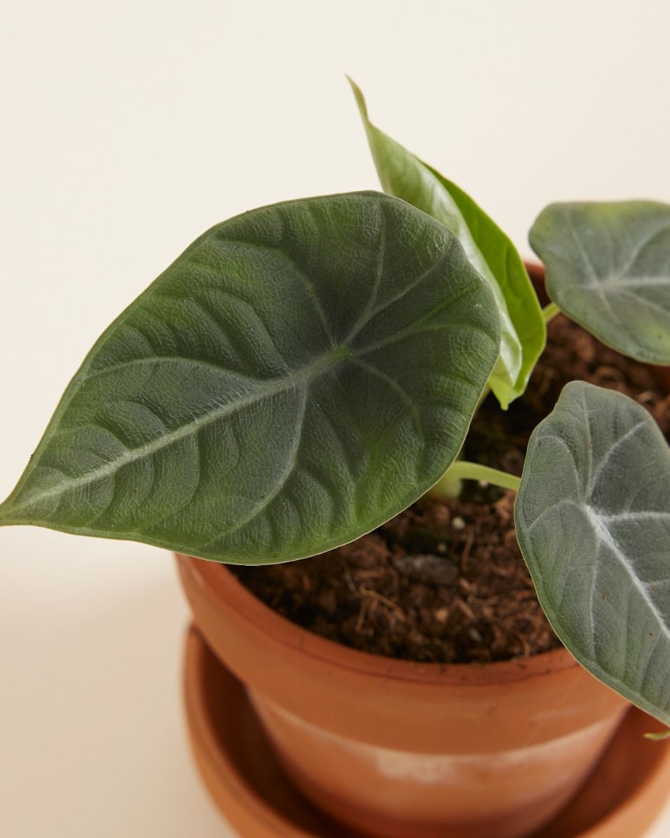 Baby Alocasia Elephant Ears 'Grey Dragon' Maharani 