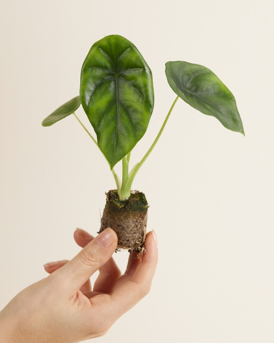 Baby Alocasia Orecchie di Elefante Clypeolata Green Shield