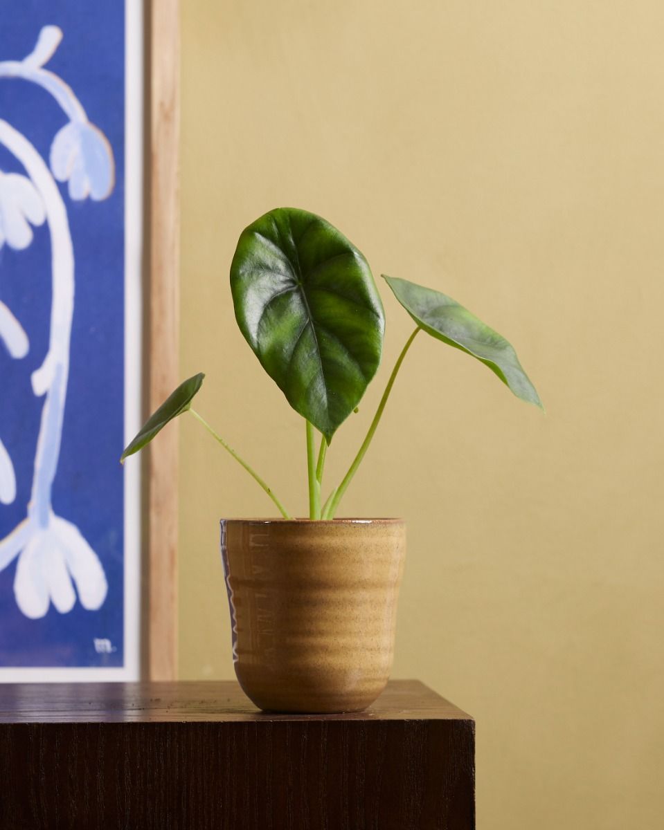Baby Alocasia Elephant Ears Clypeolata Green Shield 