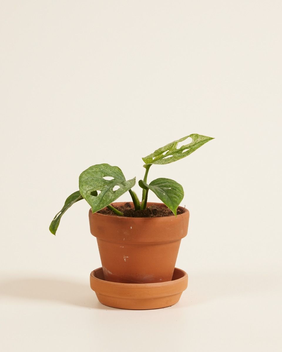 Baby Monstera Adansonii Mint 