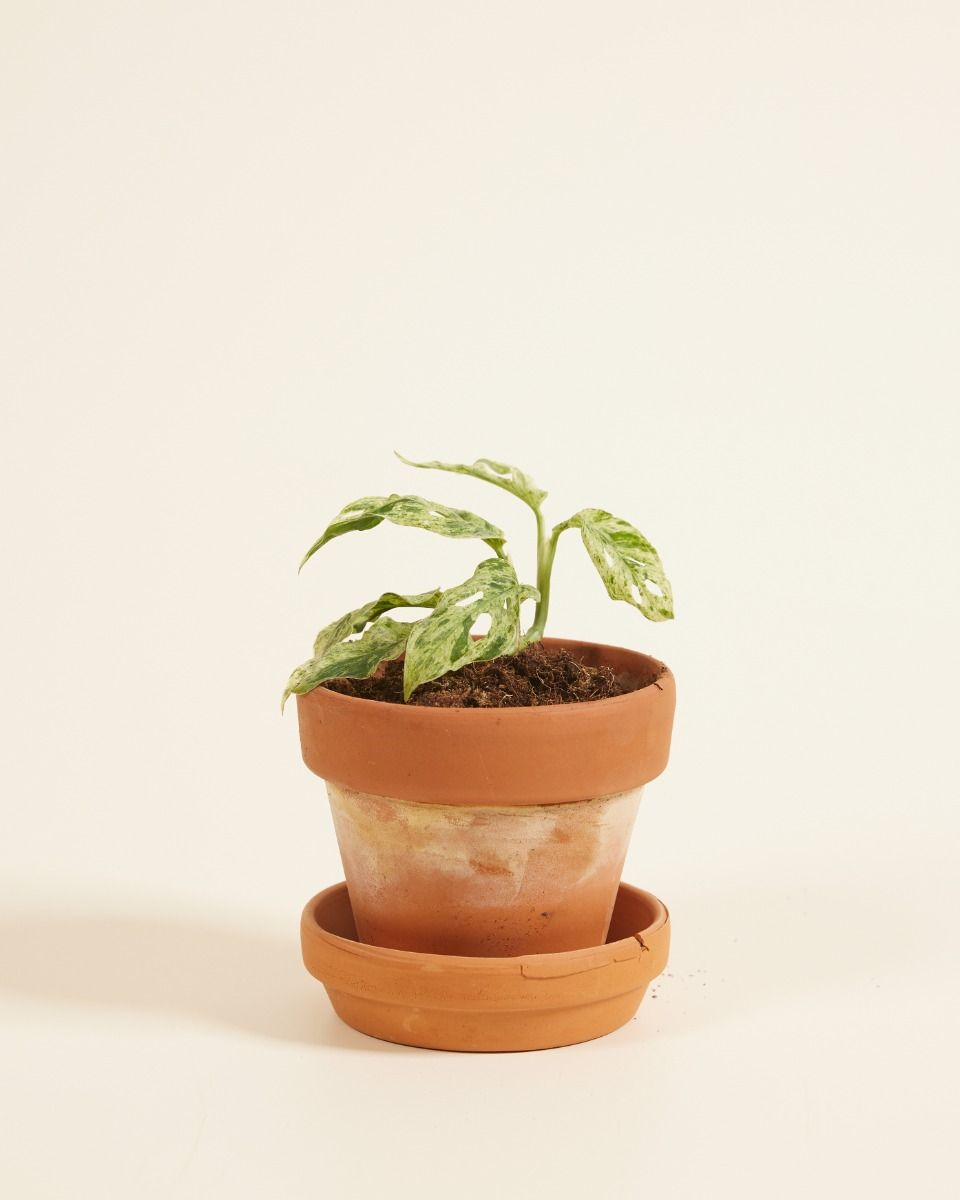 Baby Monstera Gatenplant Frozen Freckles