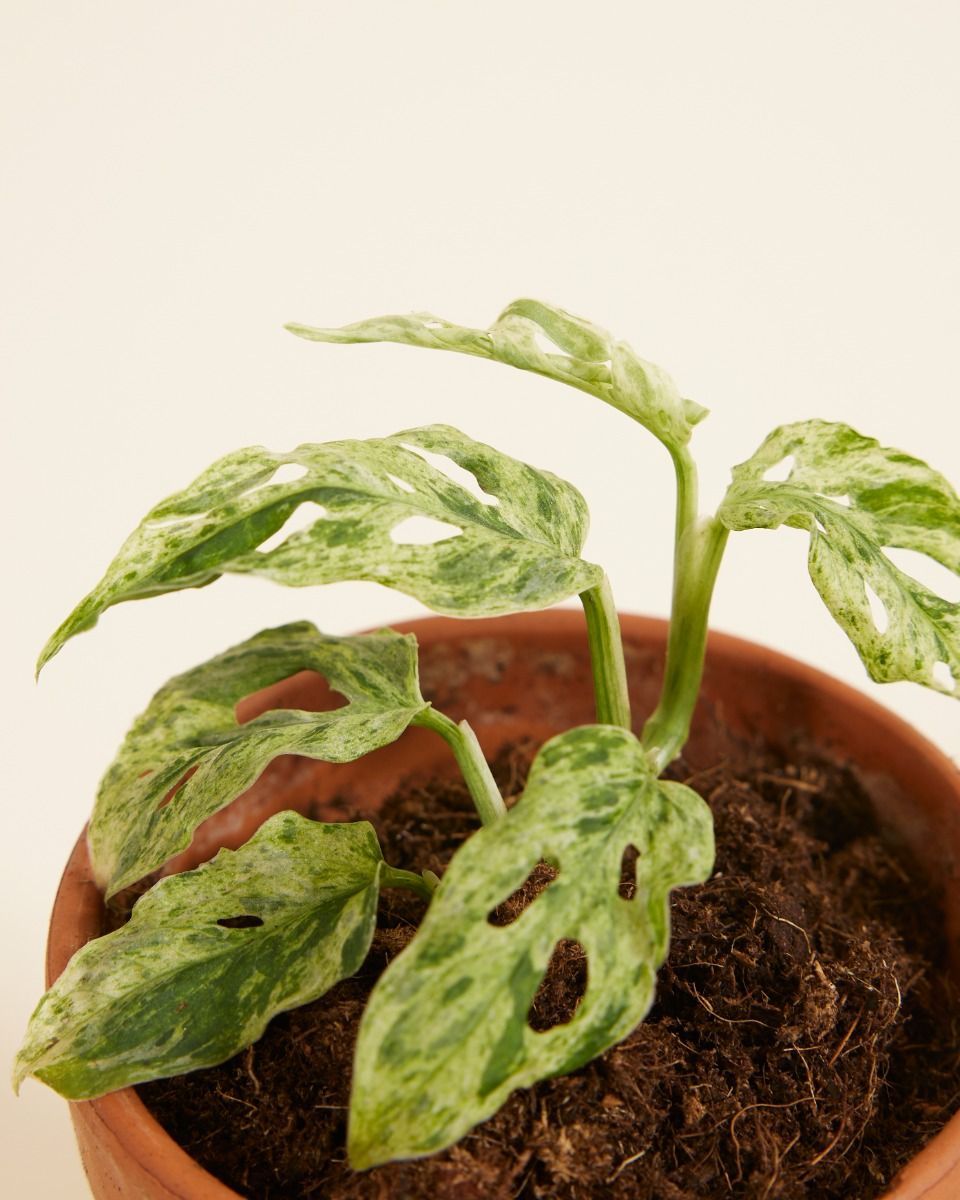 Baby Monstera Gatenplant Frozen Freckles