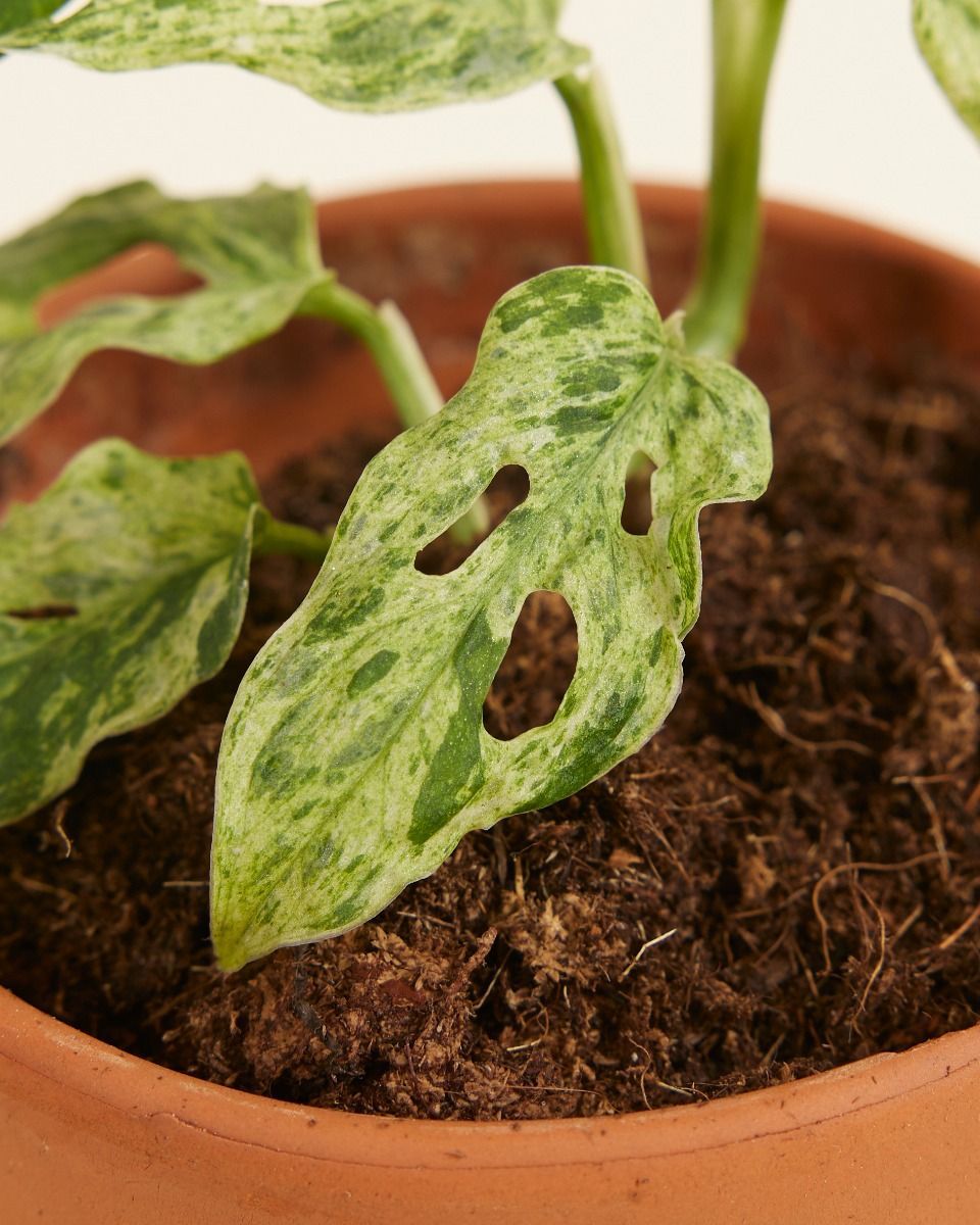 Baby Monstera Gatenplant Frozen Freckles