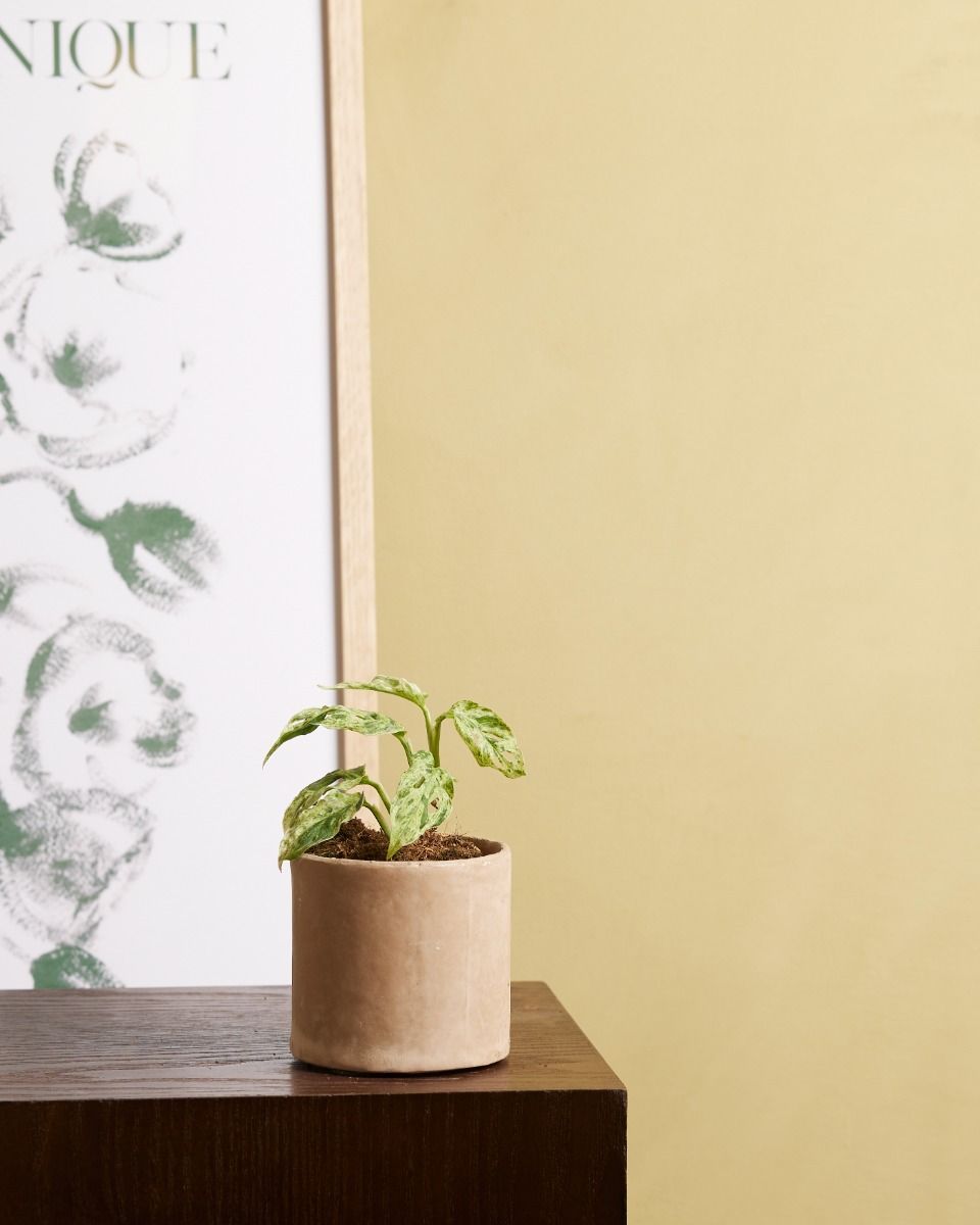 Baby Monstera Gatenplant Frozen Freckles