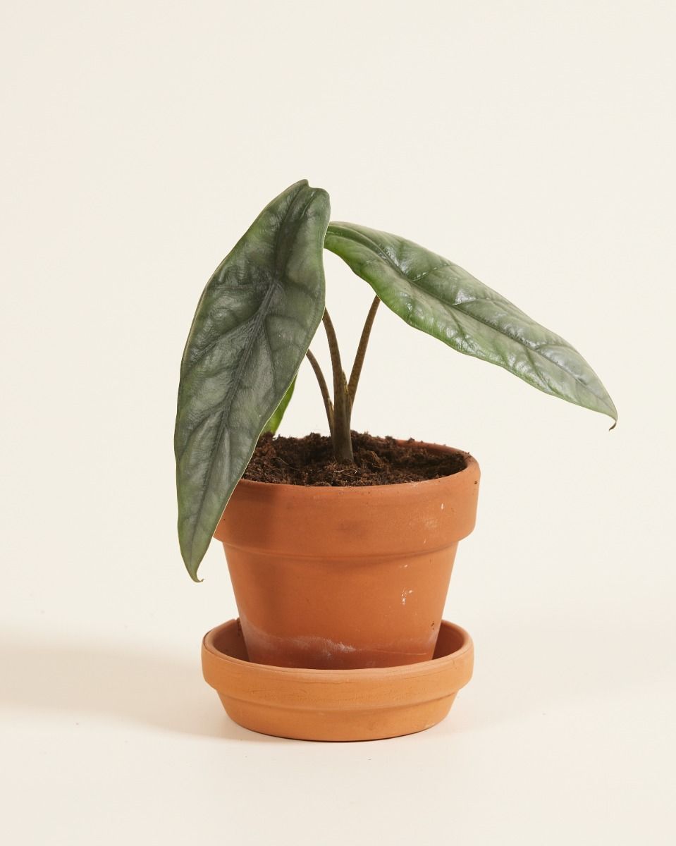 Baby Alocasia Elefantenohr Heterophylla 