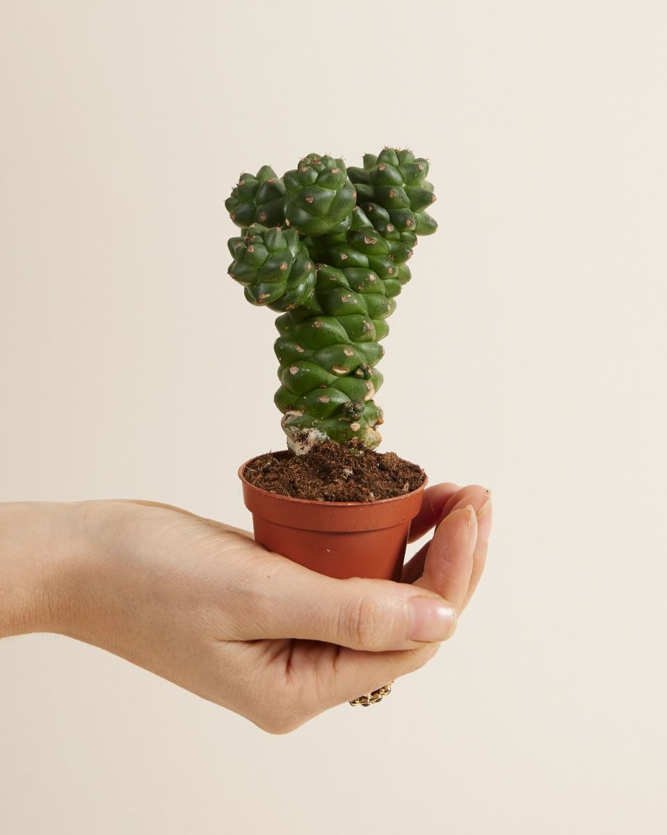Bébé Euphorbia Cowboy Cactus Ritchiei