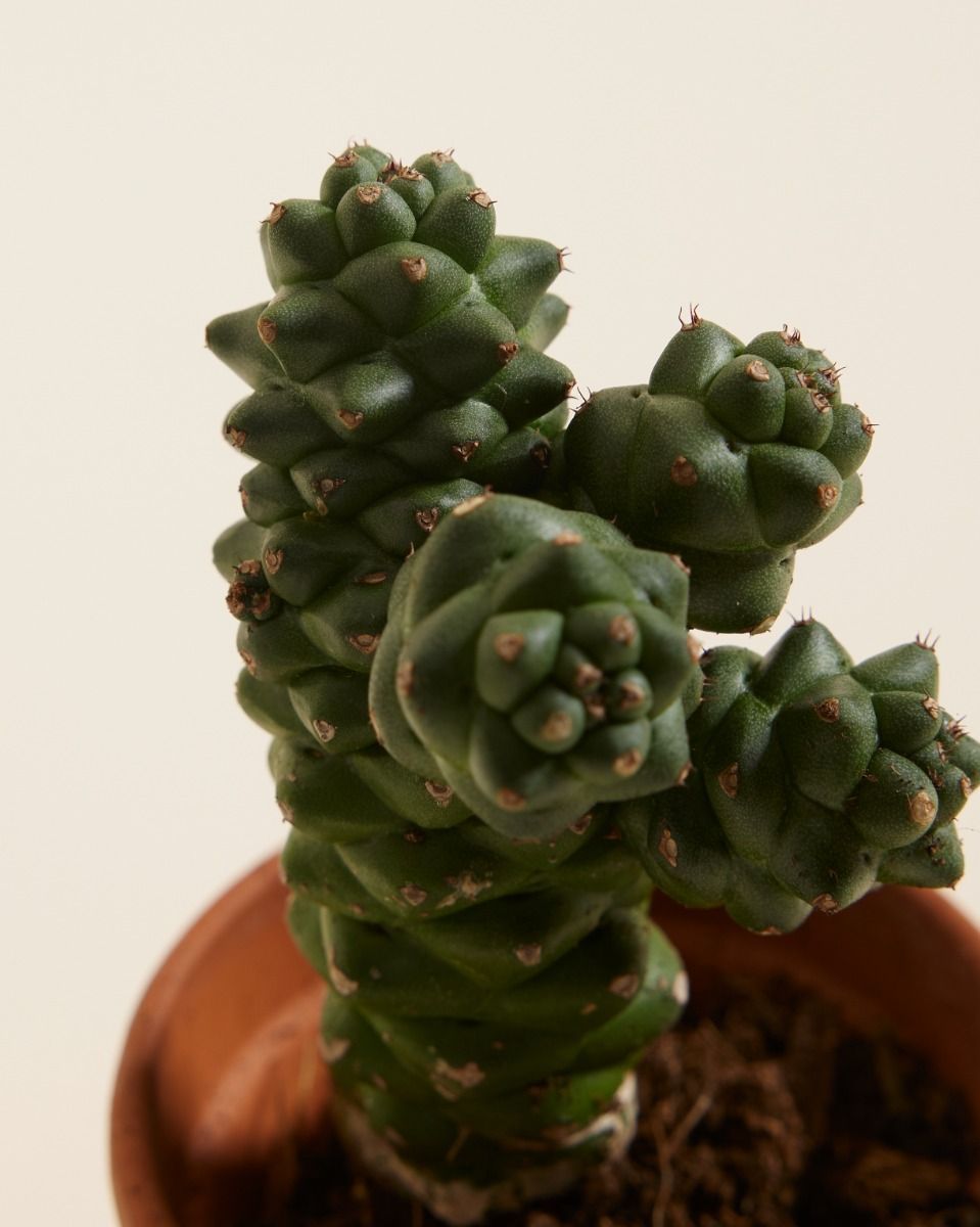 Bébé Euphorbia Cowboy Cactus Ritchiei 