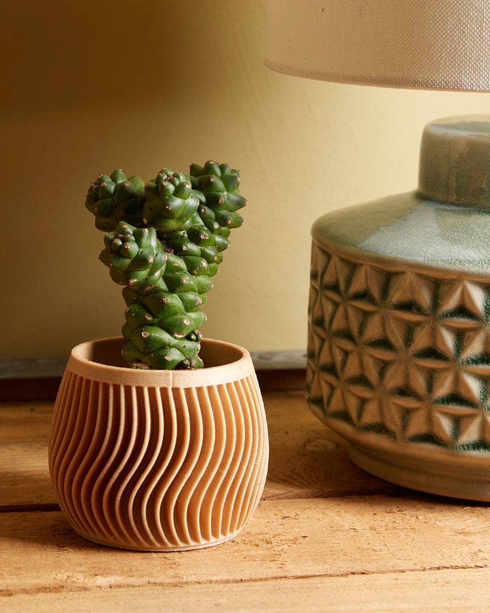 Bébé Euphorbia Cowboy Cactus Ritchiei 
