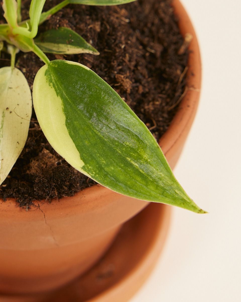 Baby Philodendron Florida Beauty