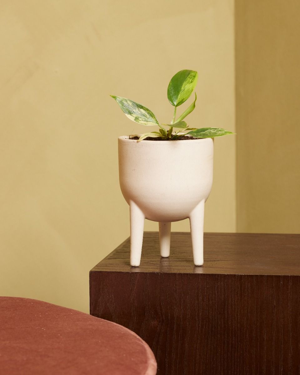 Baby Philodendron Florida Beauty