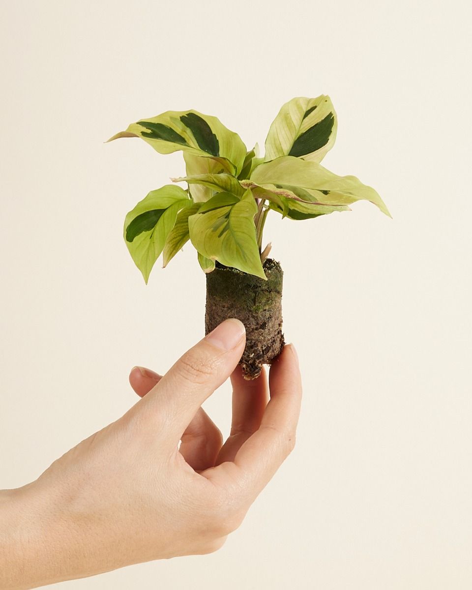 Bébé Calathea Plante paon Yellow Fusion