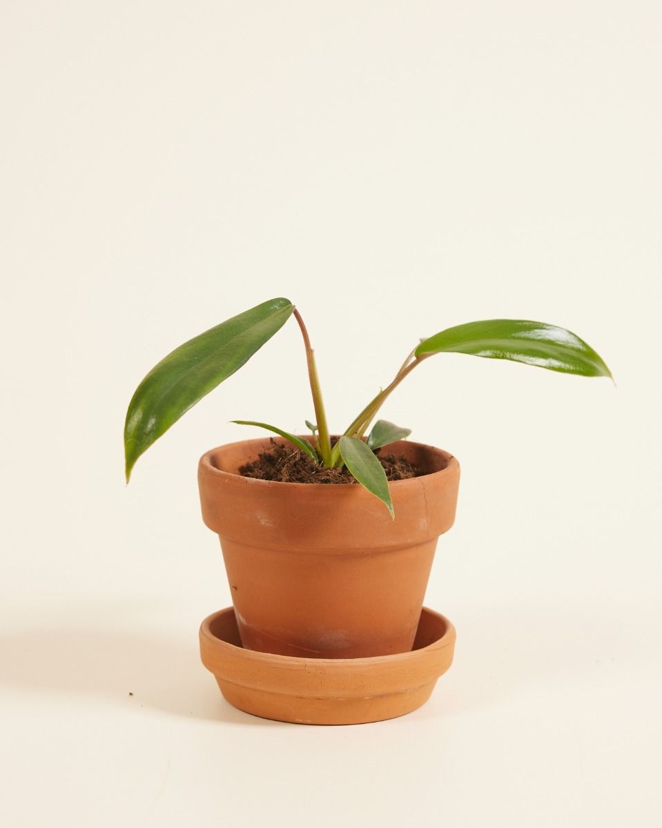 Baby Philodendron Joepii 