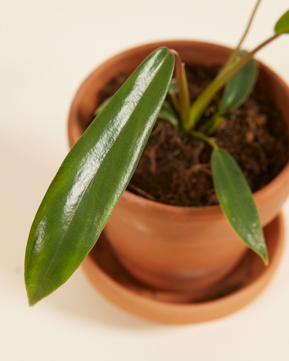Baby Philodendron Joepii 
